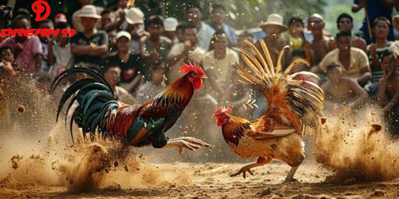 Cockfighting